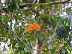 Saraca declinata