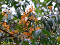 Saraca declinata