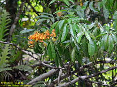 Saraca declinata