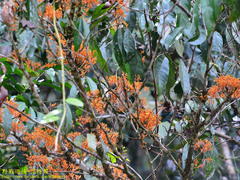 Saraca declinata