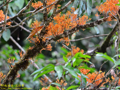 Saraca declinata