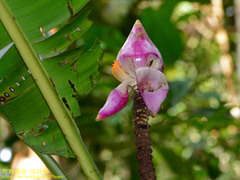 Musa campestris