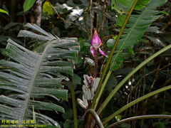 Musa campestris