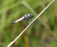 Aethriamanta gracilis
