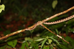 Boiga multomaculata