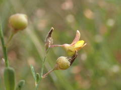 Crotalaria hyssopifolia