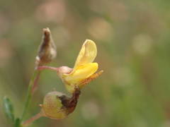 Crotalaria hyssopifolia