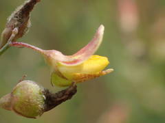 Crotalaria hyssopifolia
