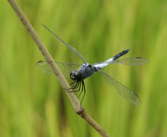 Brachydiplax farinosa