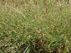 Crotalaria hyssopifolia