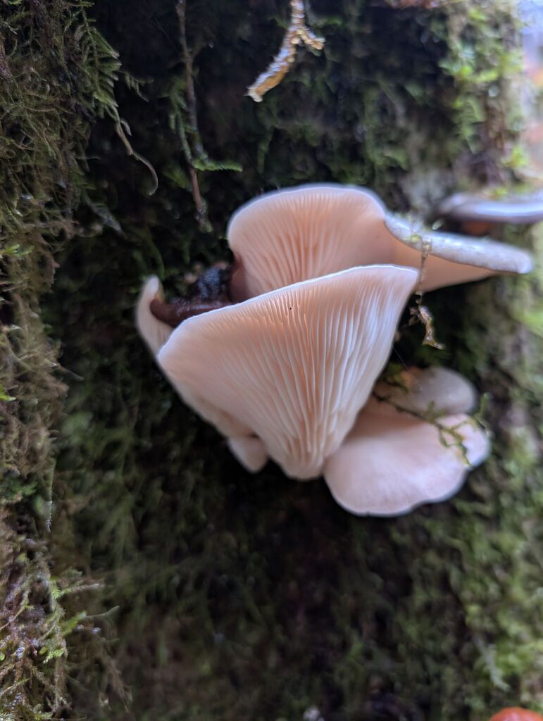 Pleurotus sp. 'pulmonarius-PNW02'