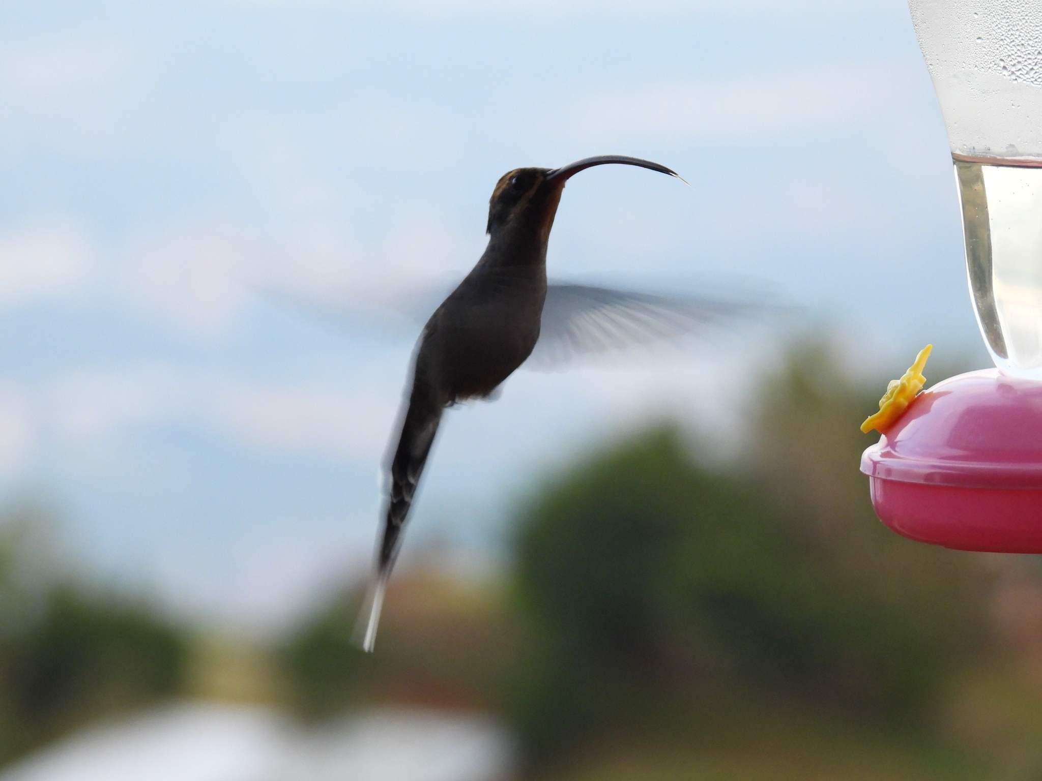 White-whiskered Hermit (Phaethornis yaruqui), photo 3