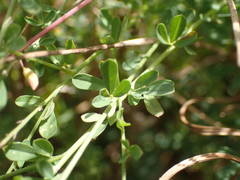 Crotalaria hyssopifolia