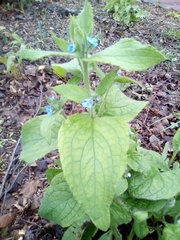 Pentaglottis sempervirens