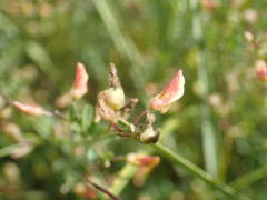 Crotalaria hyssopifolia