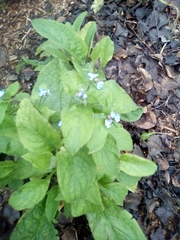 Pentaglottis sempervirens