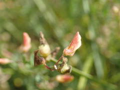 Crotalaria hyssopifolia