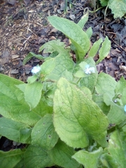 Pentaglottis sempervirens