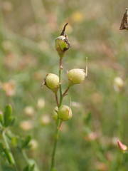 Crotalaria hyssopifolia