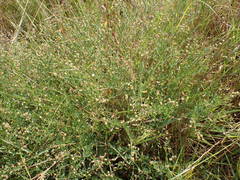 Crotalaria hyssopifolia