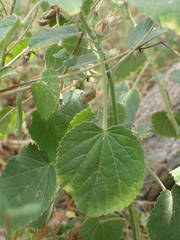 Sida cordifolia