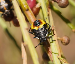 Aplerotus maculatus