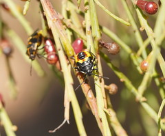 Aplerotus maculatus