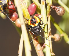 Aplerotus maculatus