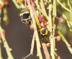 Aplerotus maculatus