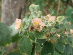 Sida cordifolia