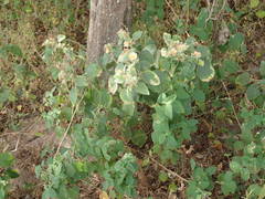Sida cordifolia