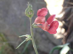 Macroptilium lathyroides