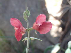 Macroptilium lathyroides