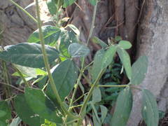 Macroptilium lathyroides