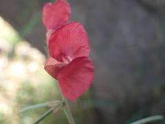 Macroptilium lathyroides