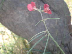 Macroptilium lathyroides