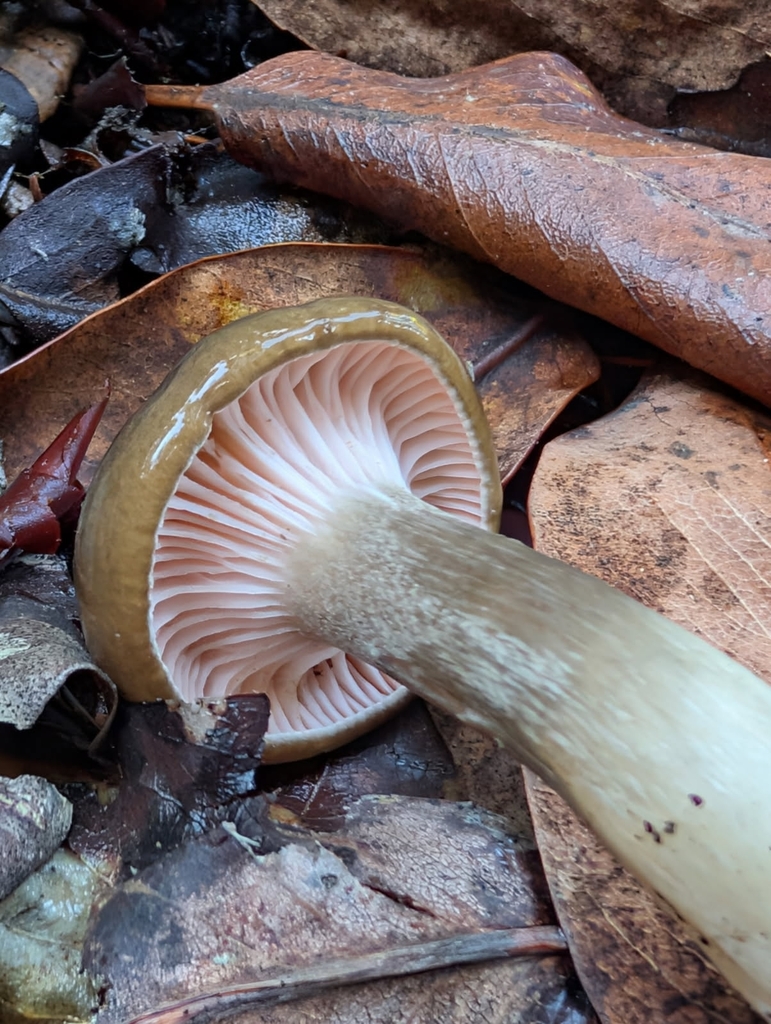Hygrophorus calophyllus · December 2025 · photo: © mandymushii (iNaturalist, cc-by)