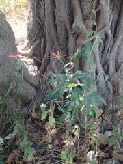 Macroptilium lathyroides