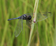 Indothemis carnatica