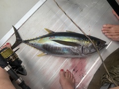 Thunnus albacares