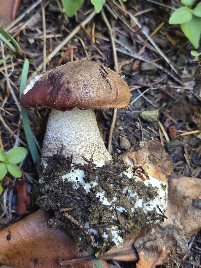 Leccinum manzanitae