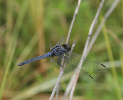 Indothemis carnatica