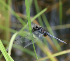 Indothemis limbata