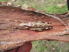 Larifugagraecia spuria