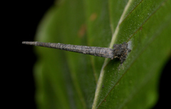 Homaledra octagonella