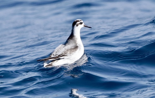 Red Phalarope (Phalaropus fulicarius)