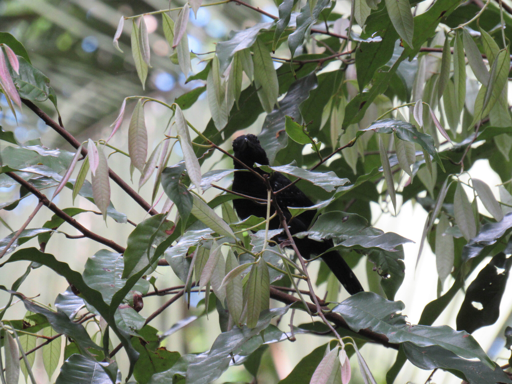 Black-hooded Antshrike (Thamnophilus bridgesi)