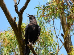 Corvus capensis capensis