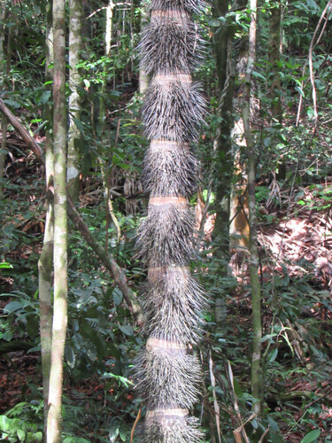 Astrocaryum standleyanum, photograph 6