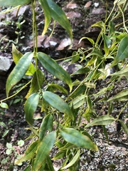 Coptosapelta diffusa